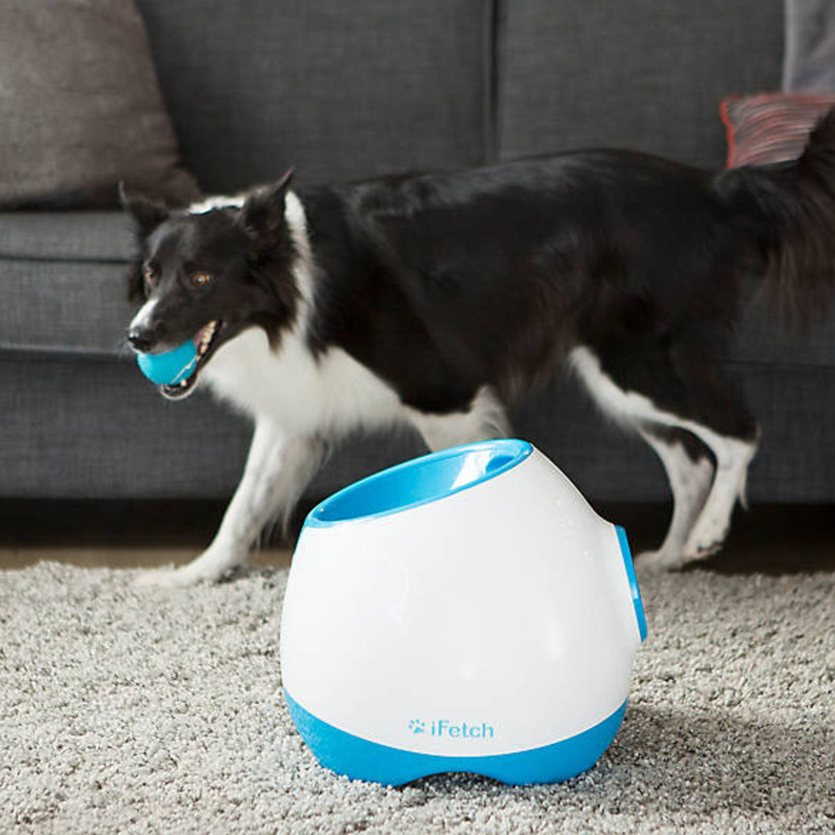 iFetch Too automatic ball launcher with dog indoors