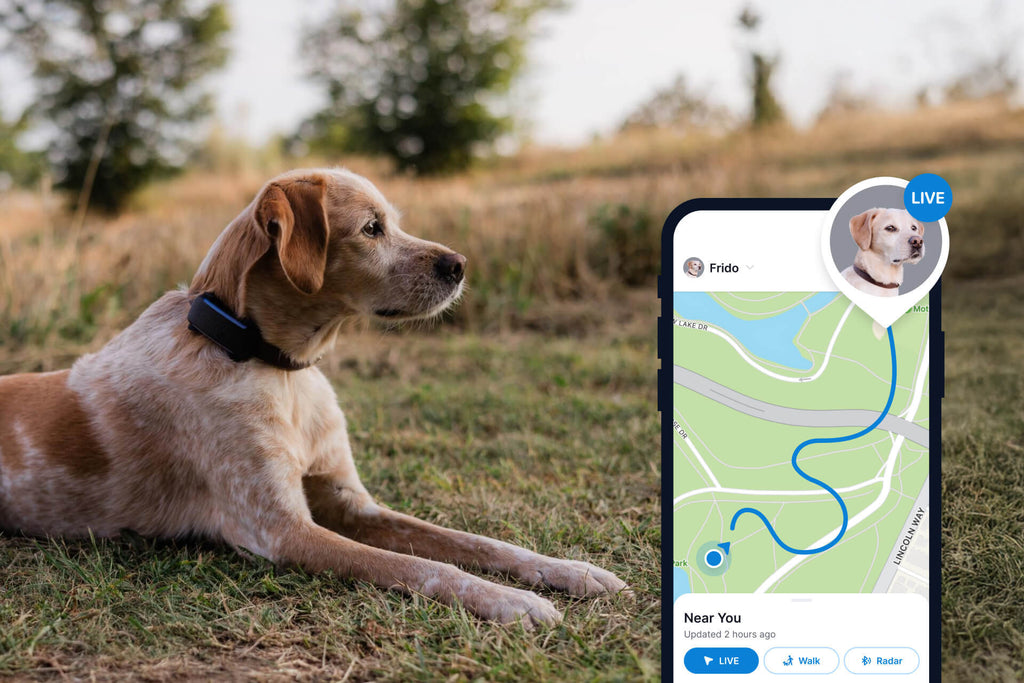 Tractive DOG 6 live GPS tracking app view with dog