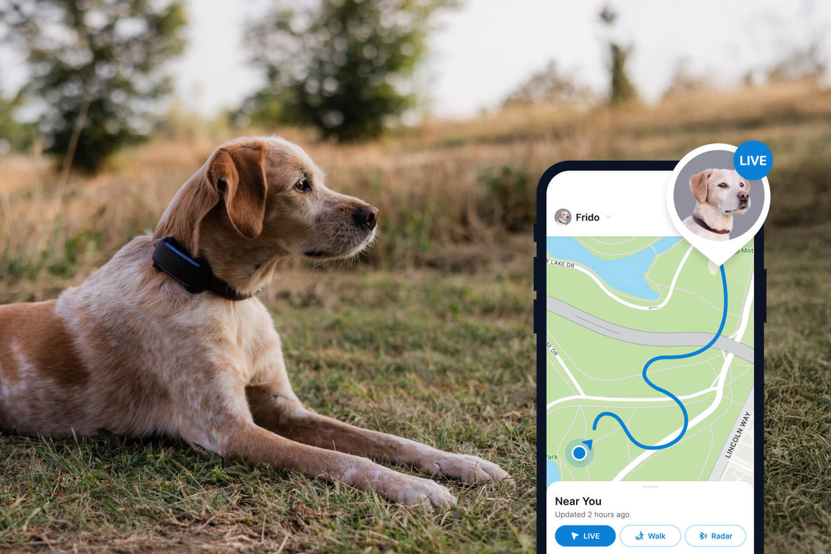Tractive DOG 6 live GPS tracking app view with dog
